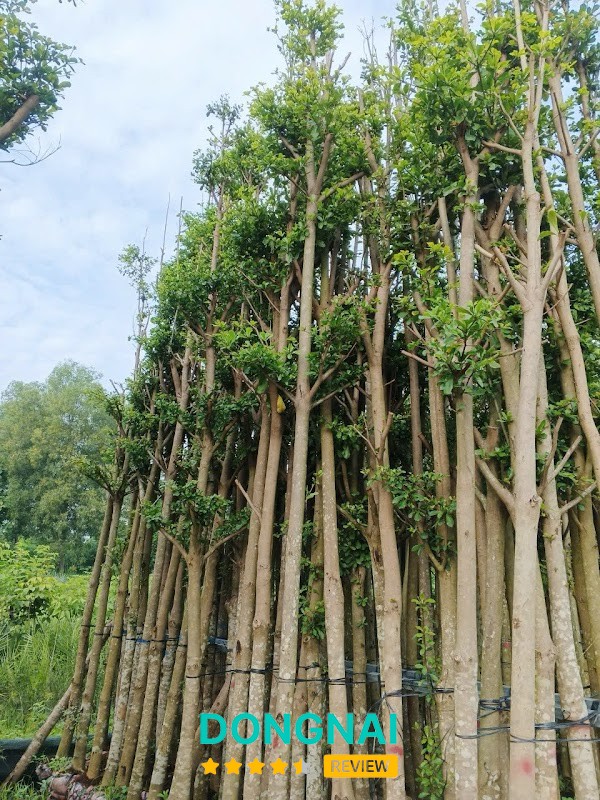Cây Xanh Tuấn Lệ tại Đồng Nai