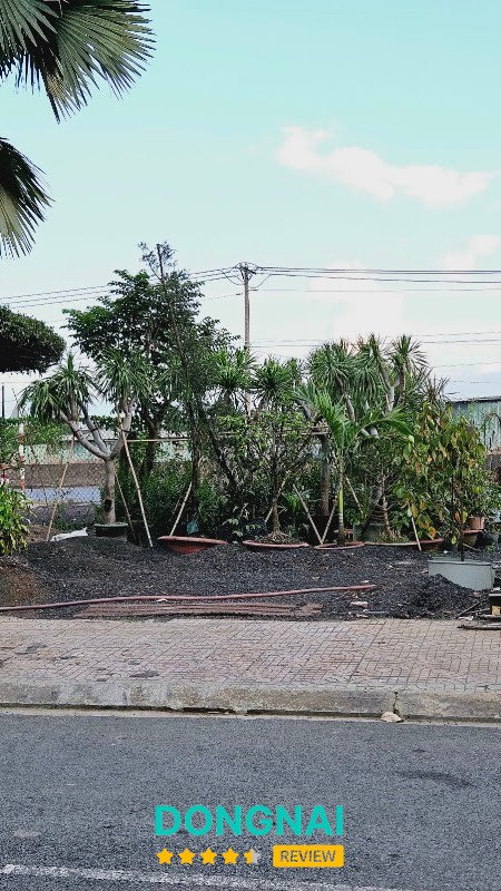 Cây Xanh Tám Hoàng Phú Sơn Đồng Nai