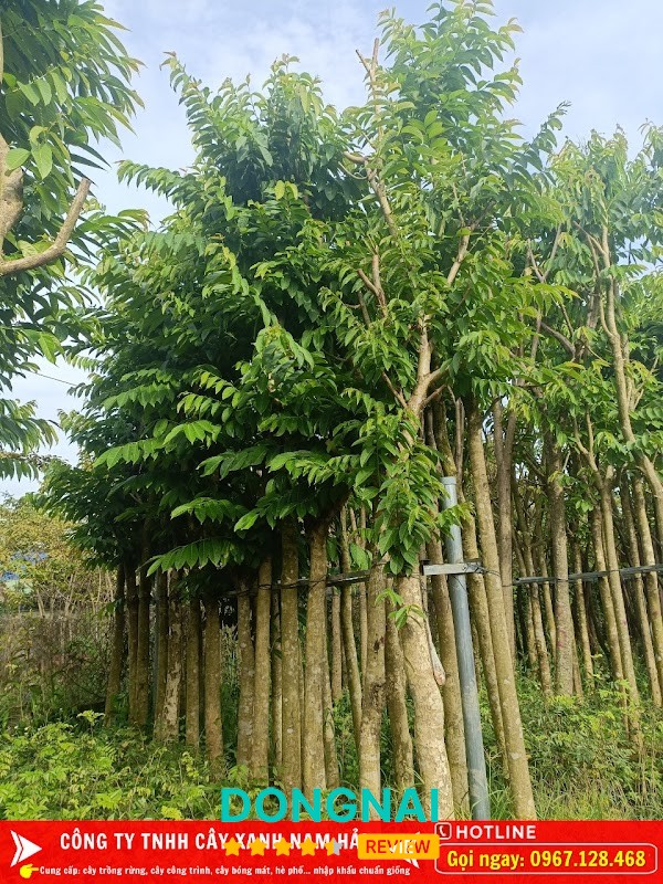 Cây Xanh Công Trình Đồng Nai