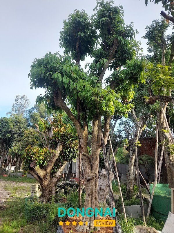 Vườn Xanh Biên Hòa