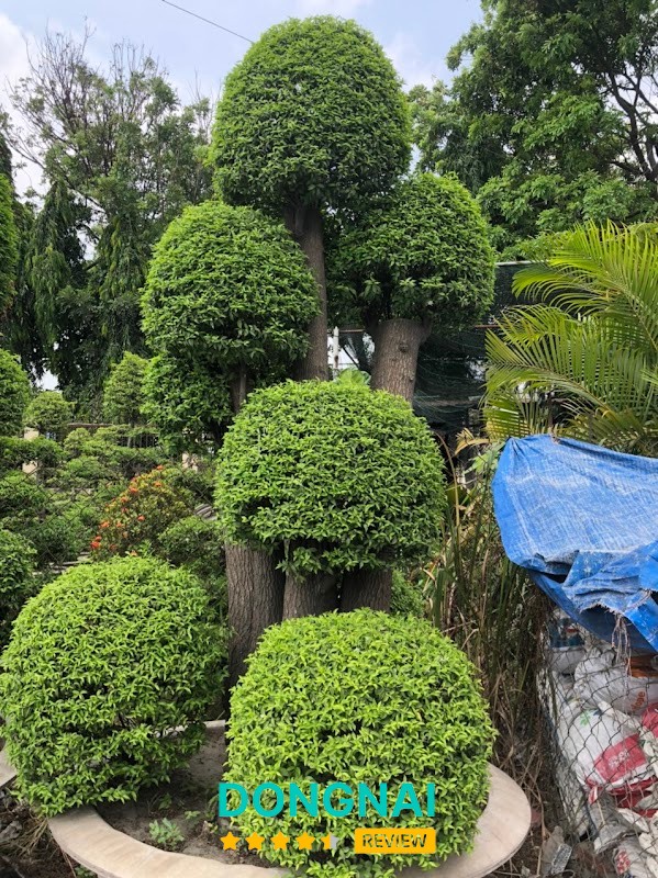 Cây Cảnh Biên Hòa Đồng Nai