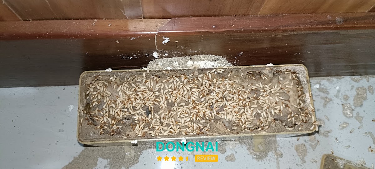 Diệt Côn Trùng Siêu Tốc Biên Hòa