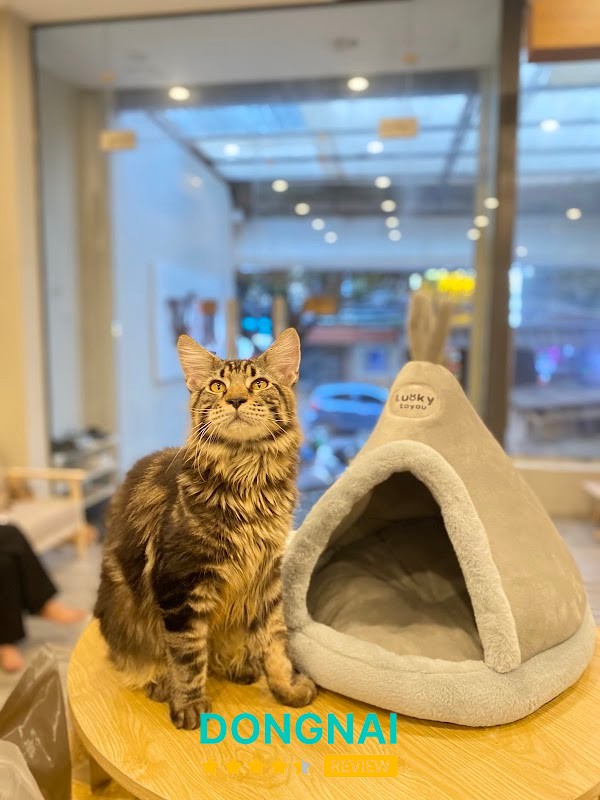 TOJI PET SHOP Biên Hòa- SPA & HOTEL - hình ảnh 3