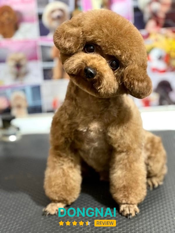Pets House Đồng Xoài – hình ảnh 3