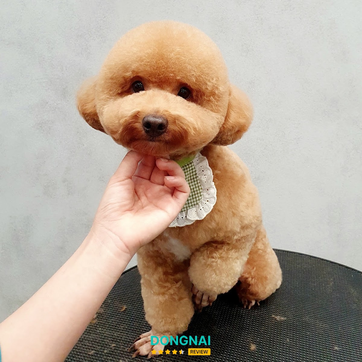 LANNA'S Pet Shop – hình ảnh 3