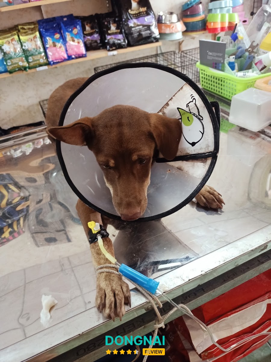 Phòng Khám Thú Y Long Khánh Pum Vet