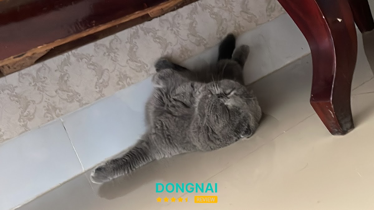 Thú Y CYPI Long Khánh – hình ảnh 2