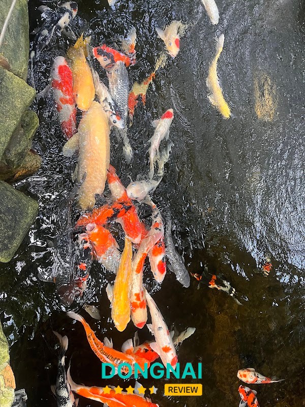 Trầm Koi Garden Coffee – hình ảnh 3