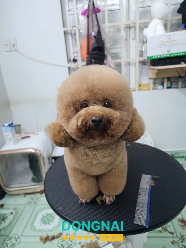 Golden Pet Shop Biên Hòa 2 – hình ảnh 3