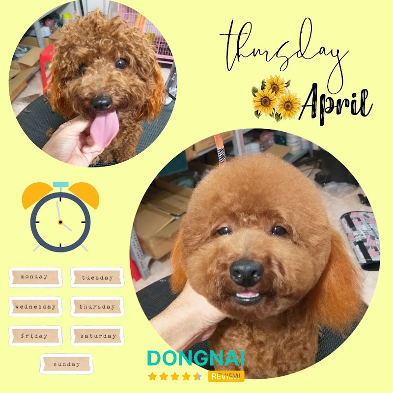 MOCHI PET - BIÊN HÒA – hình ảnh 2