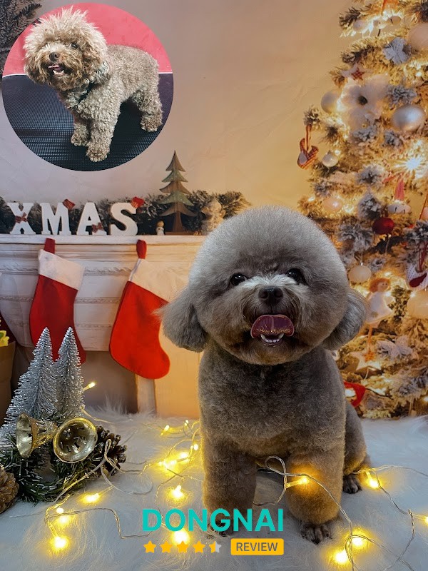 MOCHI PET - BIÊN HÒA – hình ảnh 3
