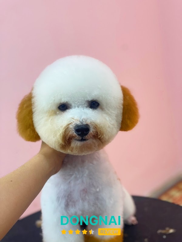 Dịch vụ thú cưng Azpet Biên Hòa - hình ảnh 3
