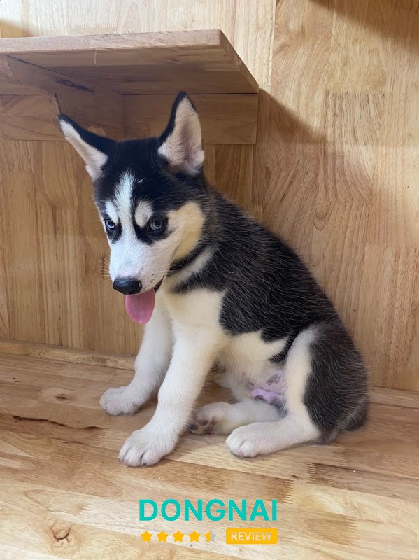 Pets House Đồng Xoài – hình ảnh 2