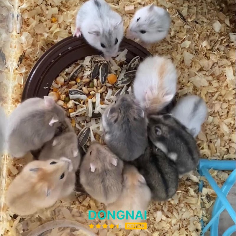 Cửa hàng Hamster Long Khánh – hình ảnh 2