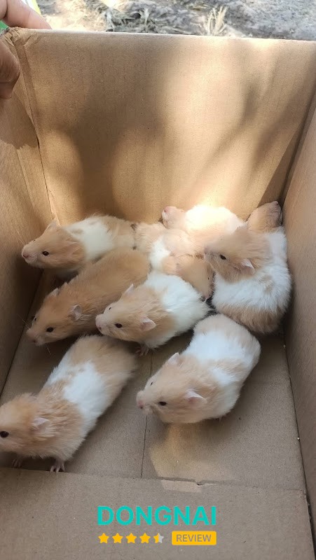 Cửa hàng Hamster Long Khánh – hình ảnh 3