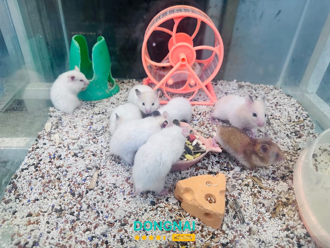 Shop Thú Cưng Dilak Phước Thái – hình ảnh 3