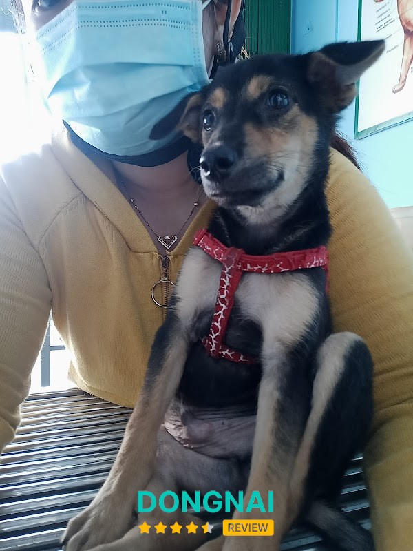 Phòng khám thú y PHƯƠNG VET – hình ảnh 3