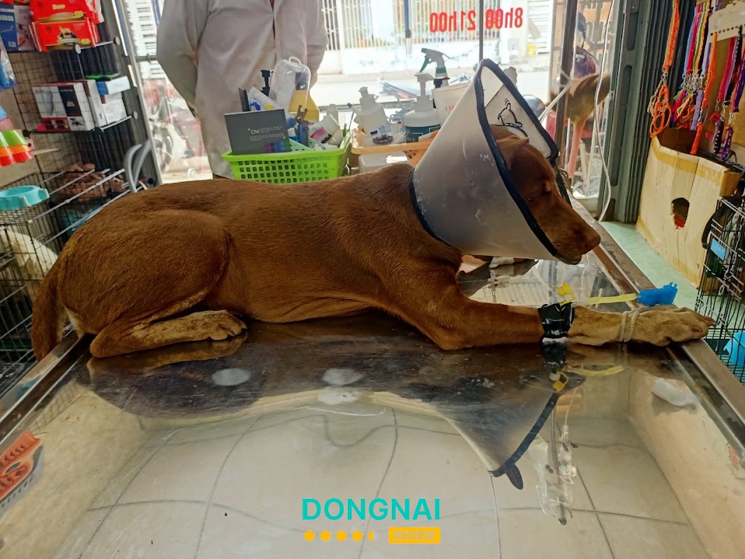 Dịch vụ chăm sóc thú cưng tại Pum Vet