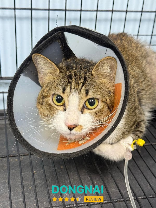 Phòng khám thú y - Delta Pet Clinic Biên Hoà Cấp Cứu 24/7 - hình ảnh 2