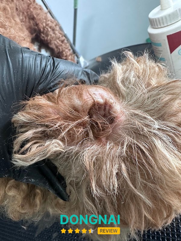 Moon Pet Spa Thú Cưng Đồng Nai