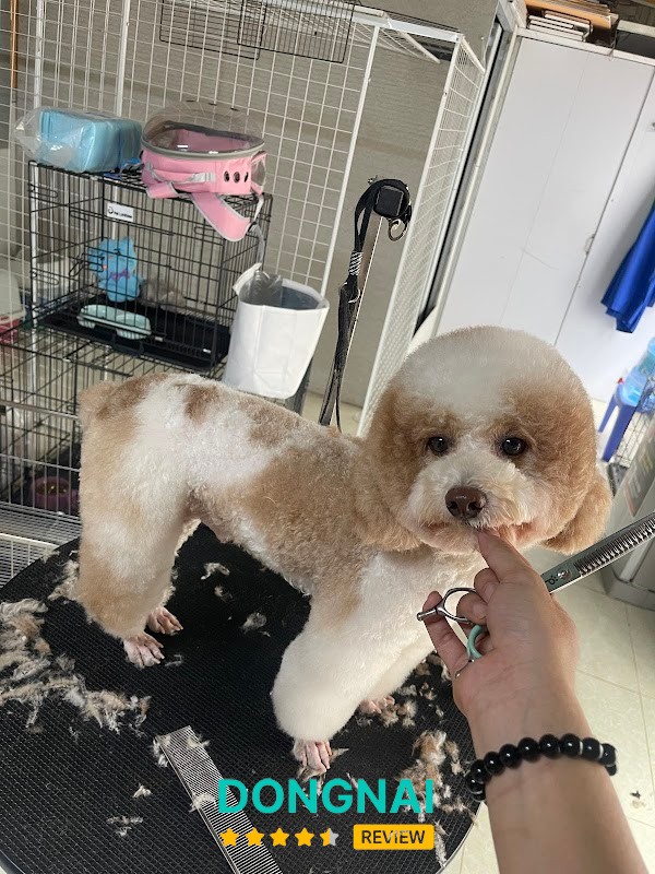 Han Pet – hình ảnh 2