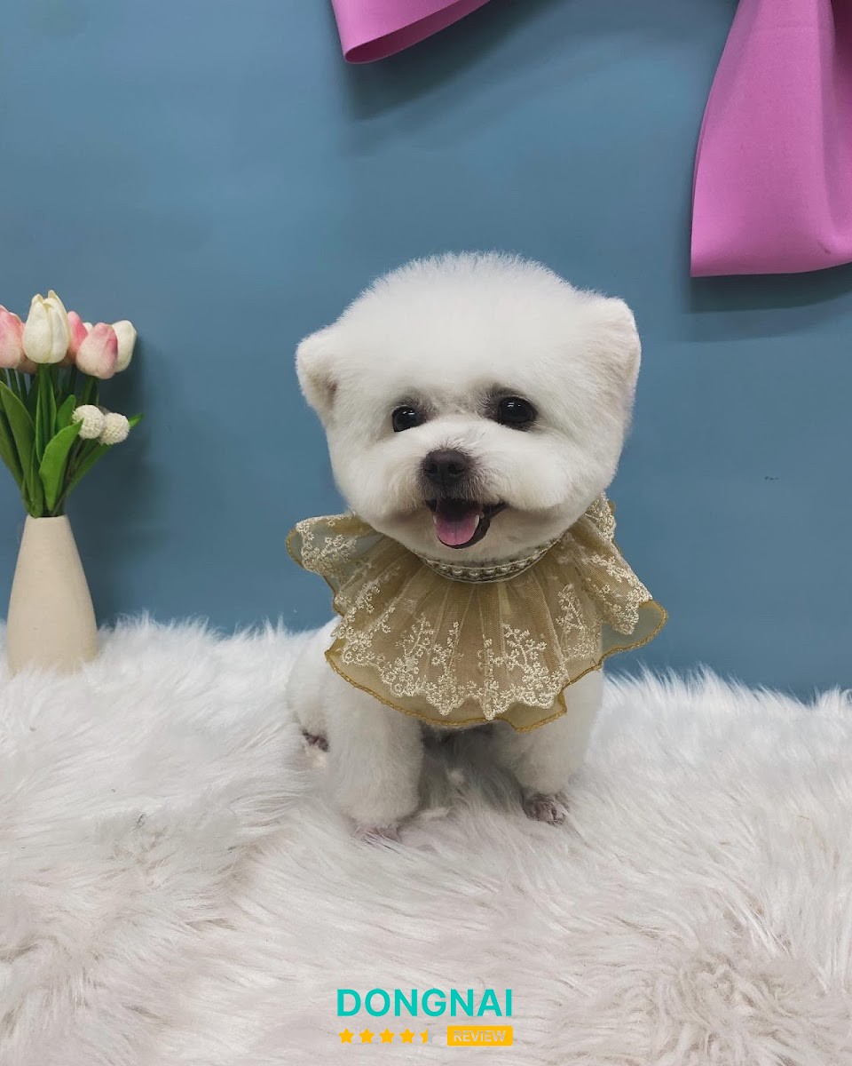 Cáo Pet Salon Long Thành