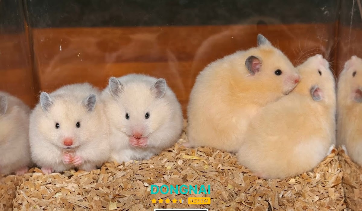 Lam Lam Pet Long Thành – hình ảnh 2