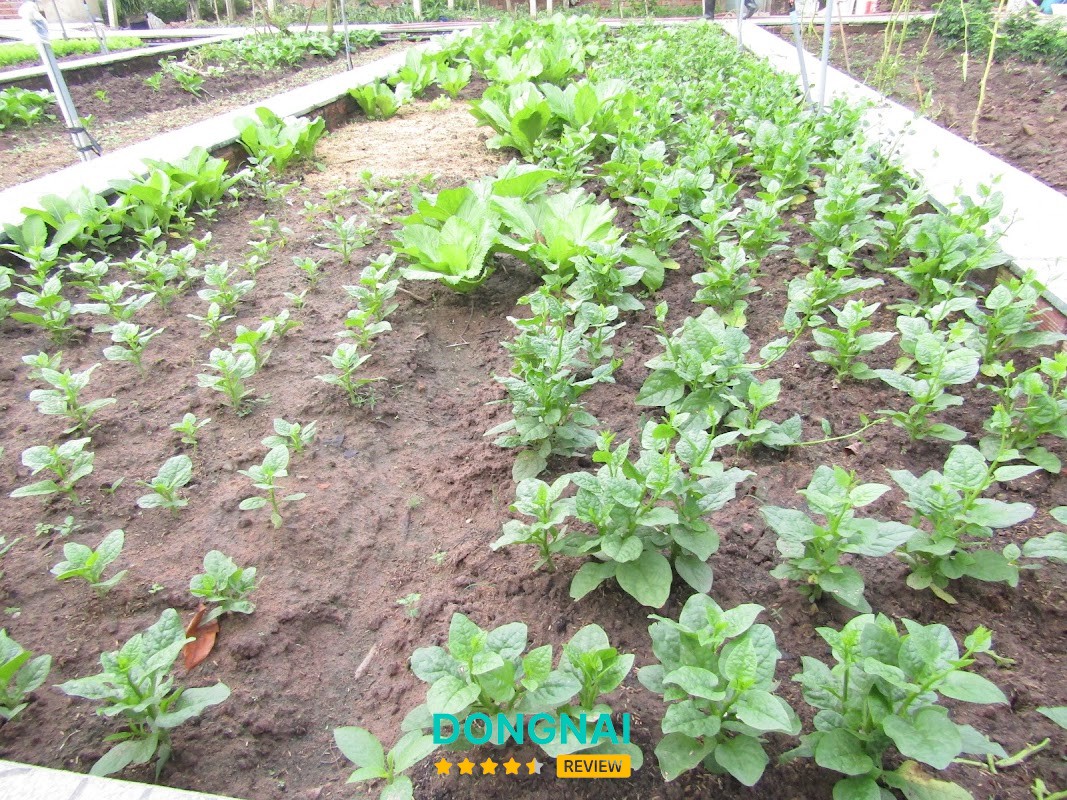 Trường Mầm Non Ánh Sáng – hình ảnh 2